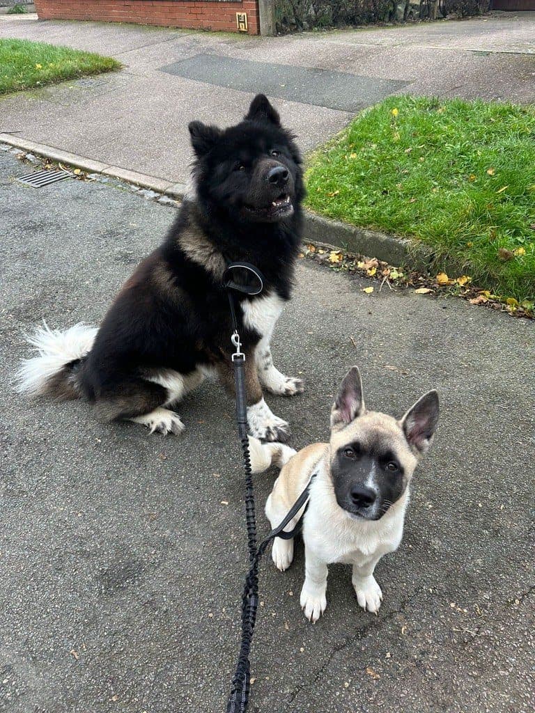 Atlas and Shango sitting side by side on a pavement, both on loose leads