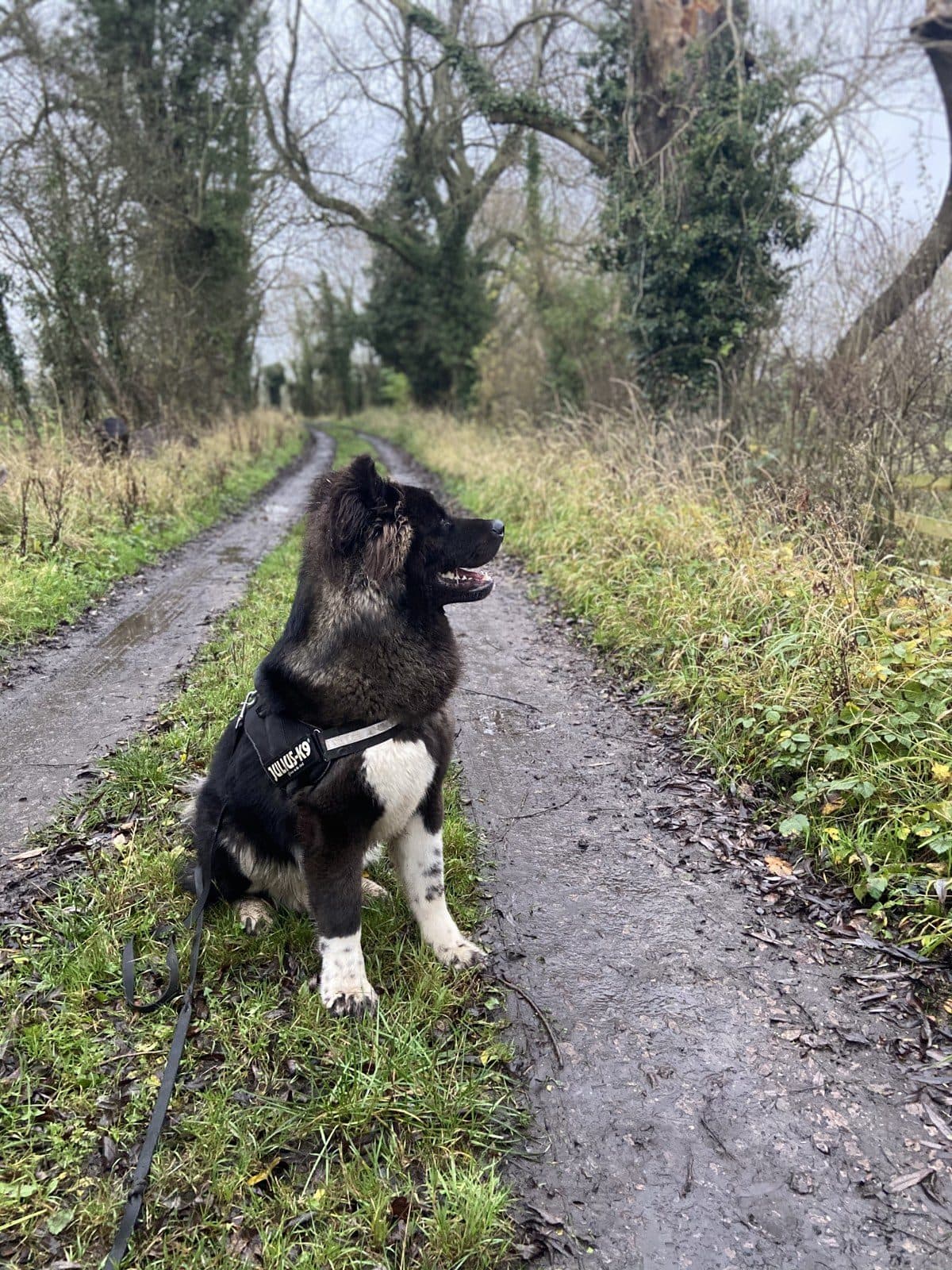 Atlas sitting on a woodland path, lead slack