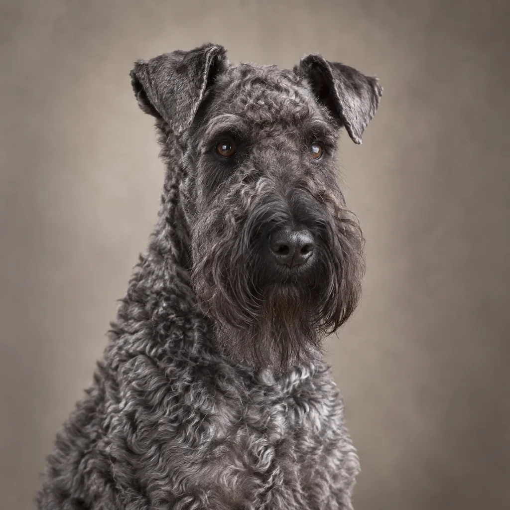 AI-generated illustration of an adult Kerry Blue Terrier